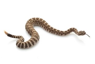 A picture containing snake

Description automatically generated